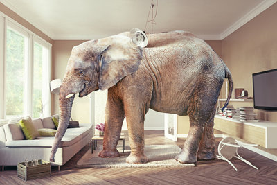 A large elephant standing in a cozy living room beside a sofa and coffee table