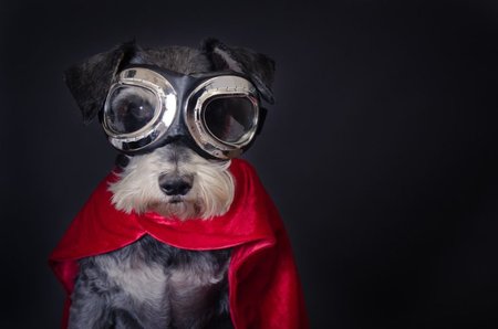Schnauzer dog wearing aviator goggles and a red superhero cape against a black background